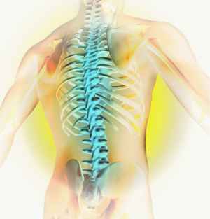 spinal cord image